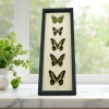 Green Butterfly Collection Real Framed Butterflies Taxidermy Display