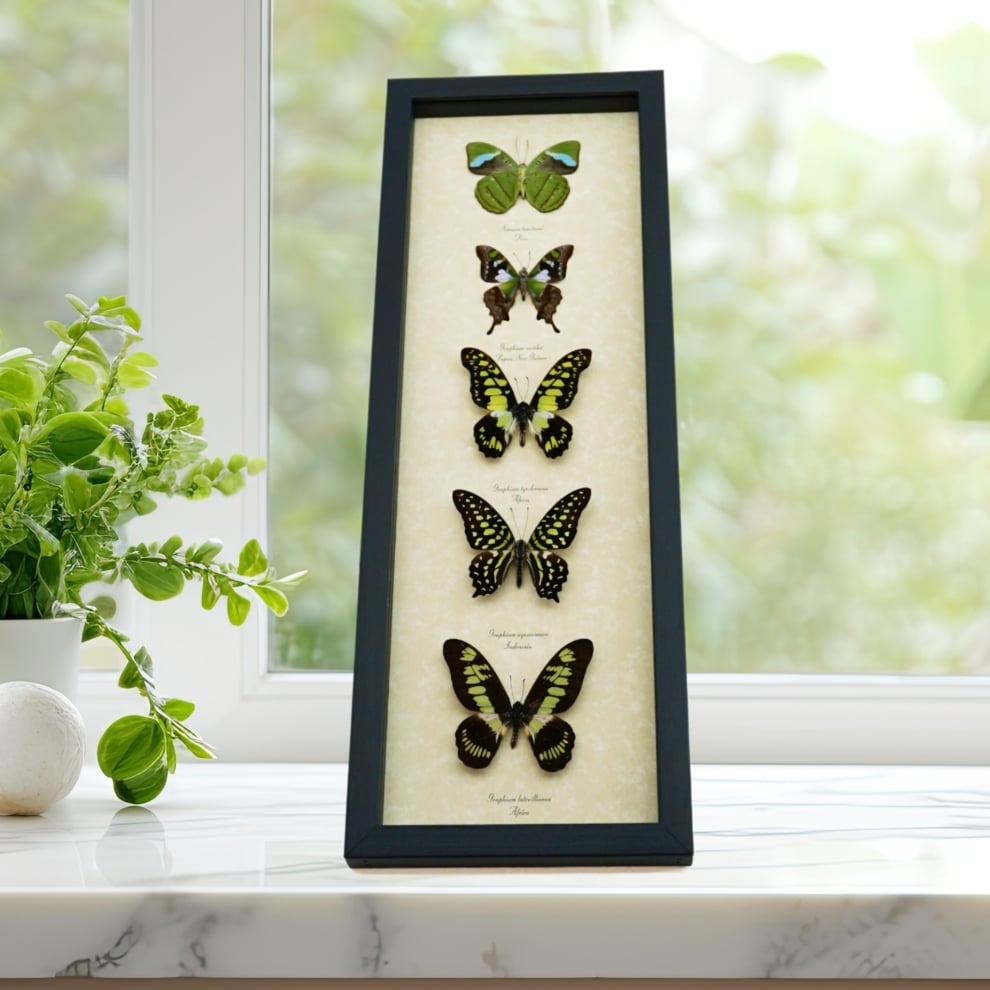 Green Butterfly Collection Real Framed Butterflies Taxidermy Display