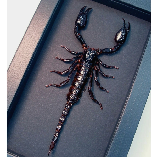 Real Framed Scorpion Heterometrus laoticus Insect Taxidermy Moonlight Display