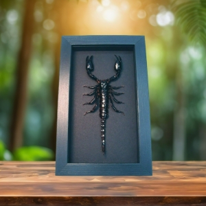 Real Framed Scorpion Heterometrus laoticus Insect Taxidermy Moonlight Display