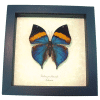 Kallima paralekta Purple Leafwing Butterfly Framed Taxidermy Display