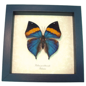 Kallima paralekta Purple Leafwing Butterfly Framed Taxidermy Display