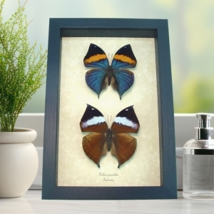 Purple Leaf Mimic Butterflies Kallima paralekta Pair Framed Taxidermy Butterfly
