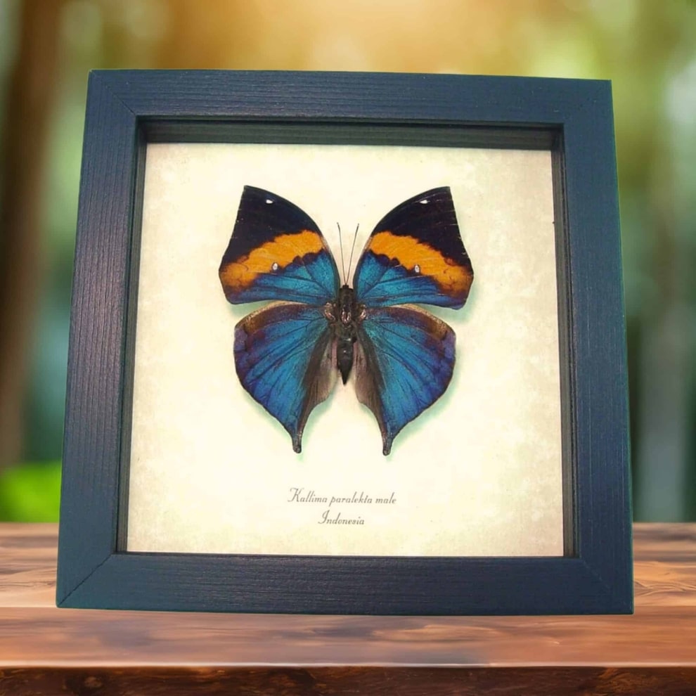 Kallima paralekta Purple Leafwing Butterfly Framed Taxidermy Display