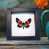 Milionia celebensis Framed Day Flying Moth Taxidermy Classic Black Display