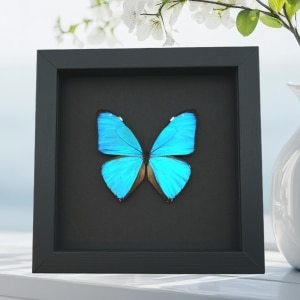 Blue Morpho Aega Butterfly Real Framed Taxidermy Moonlight Display