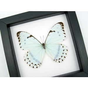Mint Morpho Butterfly Framed Morpho catenarius Classic Black Display