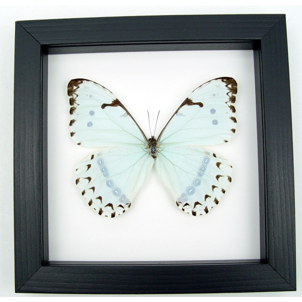 Mint Morpho Butterfly Framed Morpho catenarius Classic Black Display