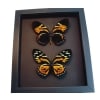 Orange Tiger Butterflies Papilio zagreus bachus Real Framed Taxidermy Moonlight Display