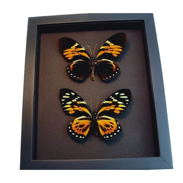 Orange Tiger Butterflies Papilio zagreus bachus Real Framed Taxidermy Moonlight Display