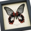 Papilio rumanzovia female verso Scarlet Mormon Framed Butterfly Taxidermy Display