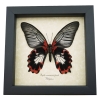 Papilio rumanzovia female verso Scarlet Mormon Framed Butterfly Taxidermy Display