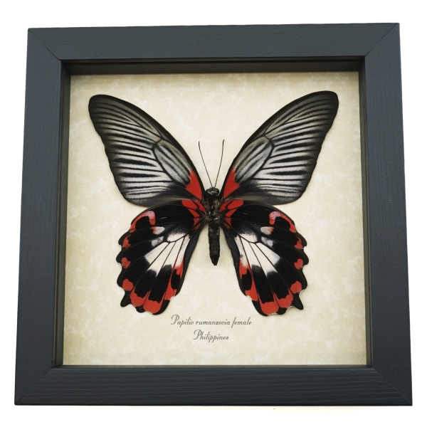 Papilio rumanzovia female verso Scarlet Mormon Framed Butterfly Taxidermy Display