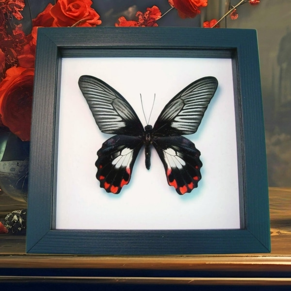 Papilio rumanzovia female Scarlet Mormon Butterfly Classic Black Display Framed Taxidermy
