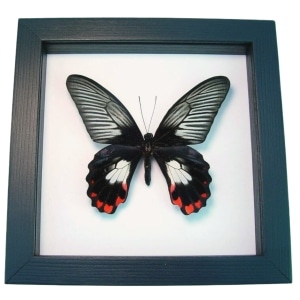 Papilio rumanzovia female Scarlet Mormon Butterfly Classic Black Display Framed Taxidermy
