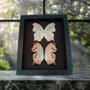 Salamis parhassus Pair Mother Of Pearl Butterflies Moonlight Display