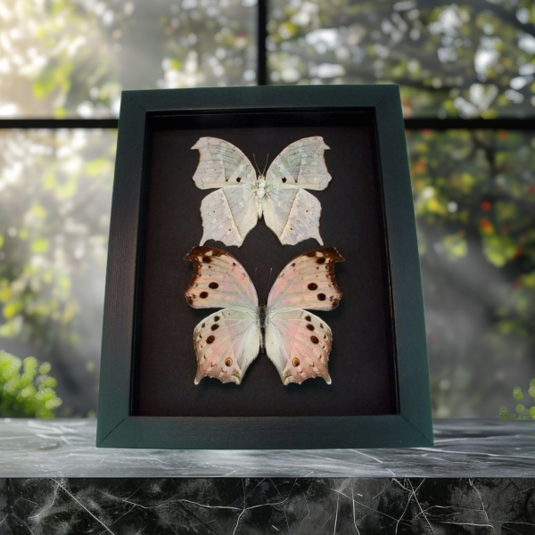 Salamis parhassus Pair Mother Of Pearl Butterflies Moonlight Display