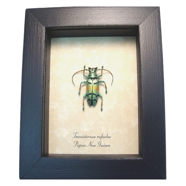 Real Framed Green Gold Longhorn Beetle Tmesisternus rafaelae Taxidermy Display