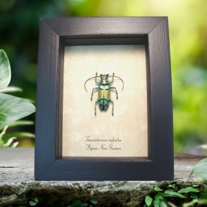 Real Framed Green Gold Longhorn Beetle Tmesisternus rafaelae Taxidermy Display