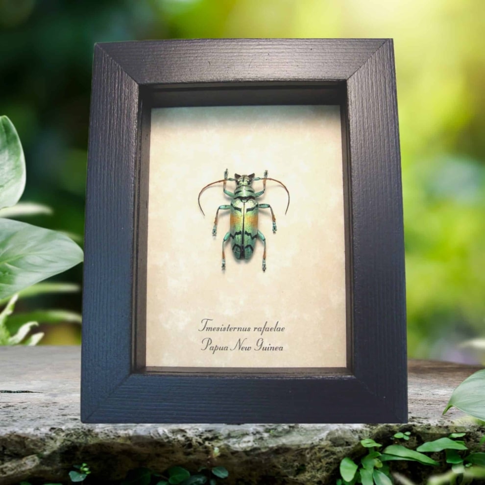Real Framed Green Gold Longhorn Beetle Tmesisternus rafaelae Taxidermy Display