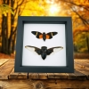 Halloween Bat Winged Cicada Set Orange Black Framed Insect Taxidermy Classic Black Display