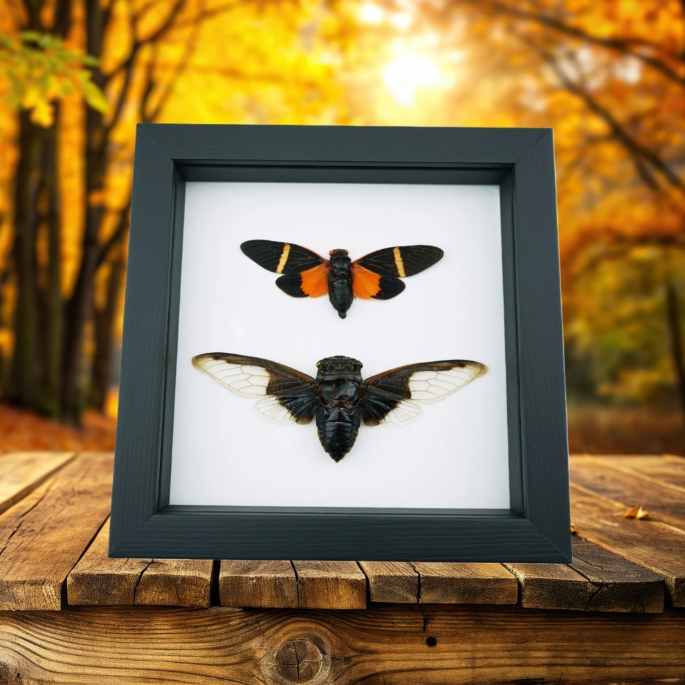 Halloween Bat Winged Cicada Set Orange Black Framed Insect Taxidermy Classic Black Display