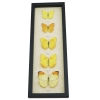 Yellow Butterfly Collection Real Framed Butterflies Taxidermy Display
