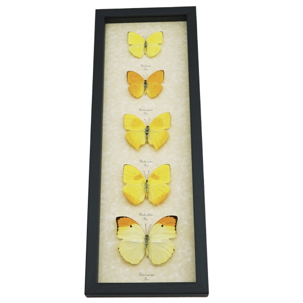 Yellow Butterfly Collection Real Framed Butterflies Taxidermy Display