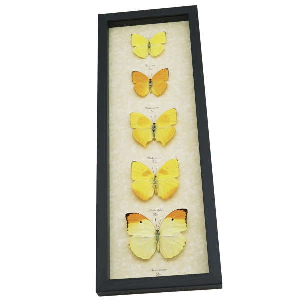 Yellow Butterfly Collection Real Framed Butterflies Taxidermy Display