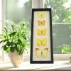 Yellow Butterfly Collection Real Framed Butterflies Taxidermy Display