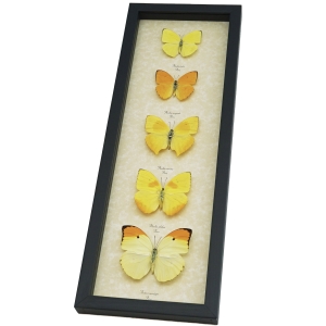 Yellow Butterfly Collection Real Framed Butterflies Taxidermy Display