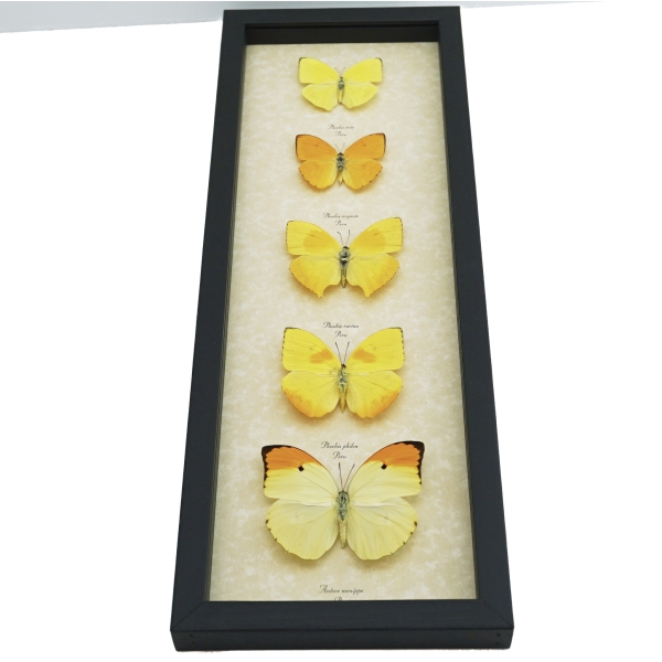 Yellow Butterfly Collection Real Framed Butterflies Taxidermy Display