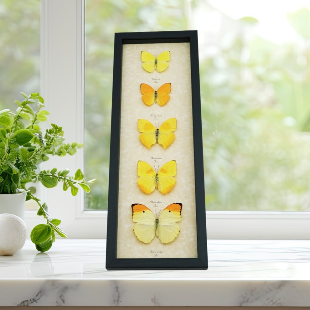 Yellow Butterfly Collection Real Framed Butterflies Taxidermy Display