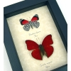 Red Heart 88 Butterfly Set Real Framed Butterflies