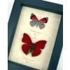 Red Heart 88 Butterfly Set Real Framed Butterflies