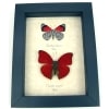 Red Heart 88 Butterfly Set Real Framed Butterflies