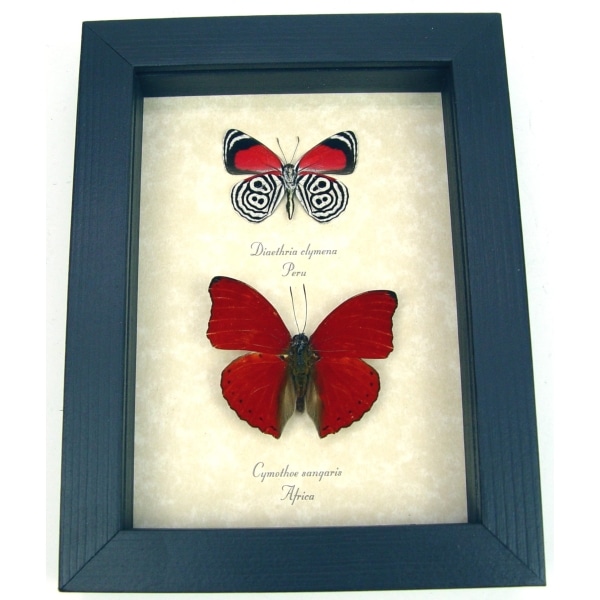 Red Heart 88 Butterfly Set Real Framed Butterflies