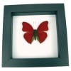 Real Framed Red Glider Butterfly Cymothoe sangaris Taxidermy Classic Black Display
