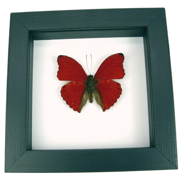 Real Framed Red Glider Butterfly Cymothoe sangaris Taxidermy Classic Black Display