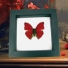 Real Framed Red Glider Butterfly Cymothoe sangaris Taxidermy Classic Black Display