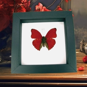 Real Framed Red Glider Butterfly Cymothoe sangaris Taxidermy Classic Black Display