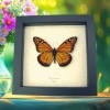 Southern Monarch Butterfly Danaus erippus Male Framed Taxidermy Display