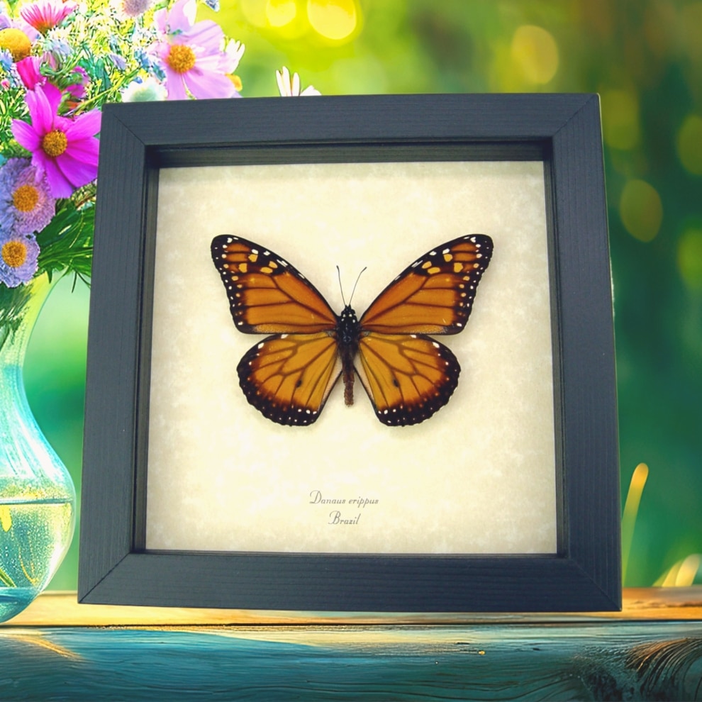 Southern Monarch Butterfly Danaus erippus Male Framed Taxidermy Display