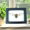 Ayuthia spectabilis Framed White Ghost Cicada Taxidermy Classic Black Display