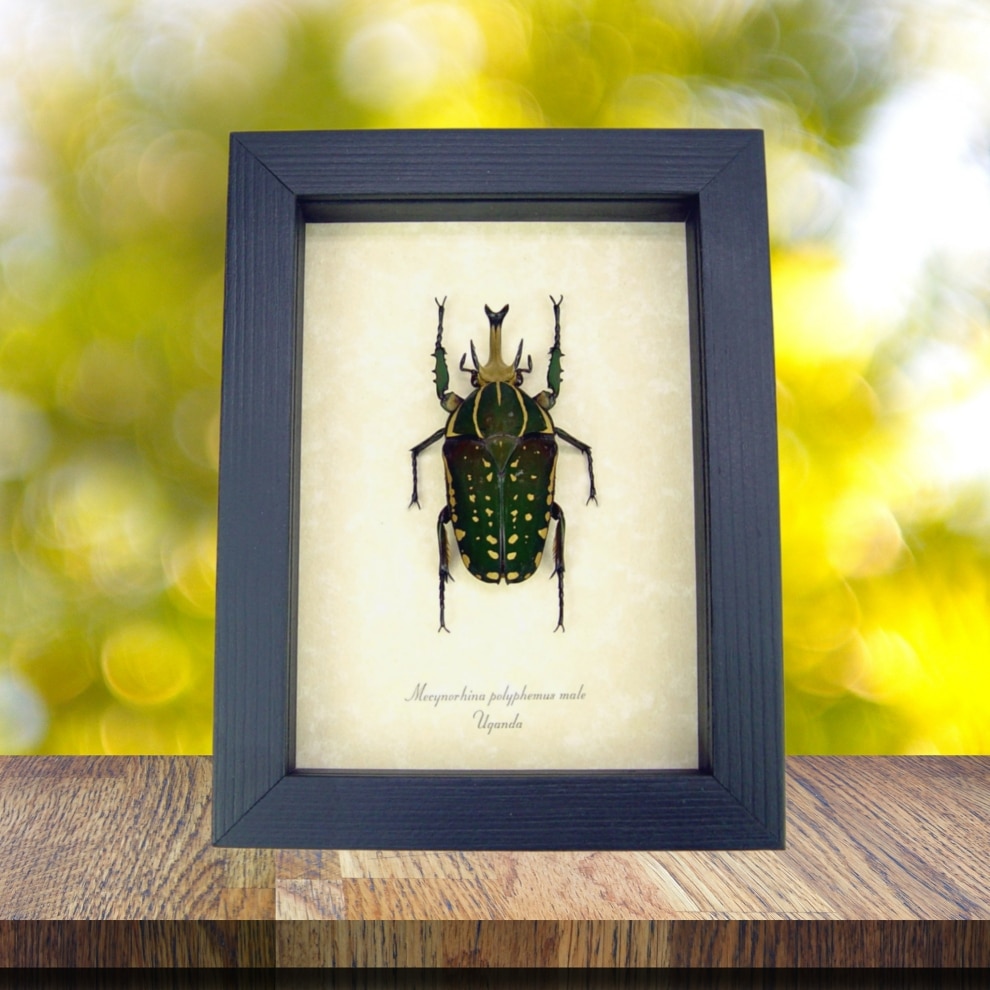 Large Scarab Beetle Framed Mecynorhina polyphemus 60mm+ African Insect Taxidermy Display