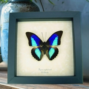 Rare Electric Blue Purple Butterfly Prepona omphale Framed Taxidermy Display