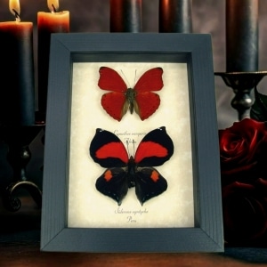 Red Heart Butterfly Set Real Framed Butterflies Taxidermy Display
