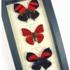 Red Heart Valentines Day Butterfly Collection Real Framed Butterflies Set Of 3