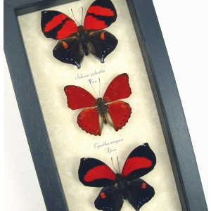 Red Heart Valentines Day Butterfly Collection Real Framed Butterflies Set Of 3