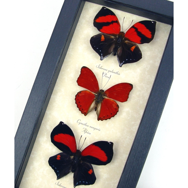 Red Heart Valentines Day Butterfly Collection Real Framed Butterflies Set Of 3